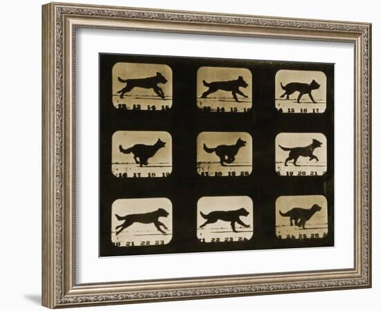 Dogs Running, from the 'Animal Locomotion' Series, C.1881-Eadweard Muybridge-Framed Giclee Print