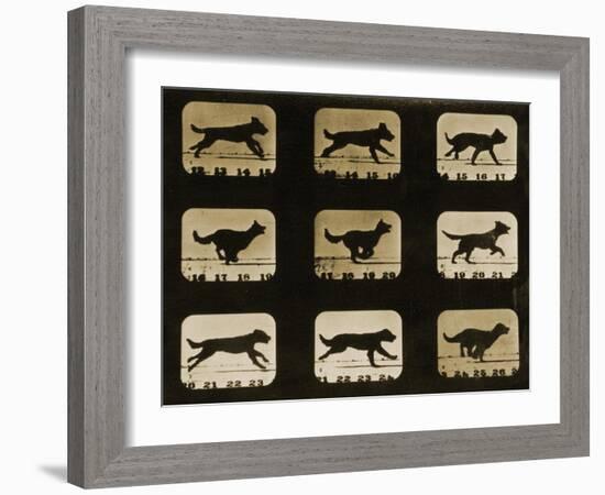 Dogs Running, from the 'Animal Locomotion' Series, C.1881-Eadweard Muybridge-Framed Giclee Print