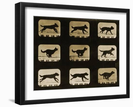 Dogs Running, from the 'Animal Locomotion' Series, C.1881-Eadweard Muybridge-Framed Giclee Print