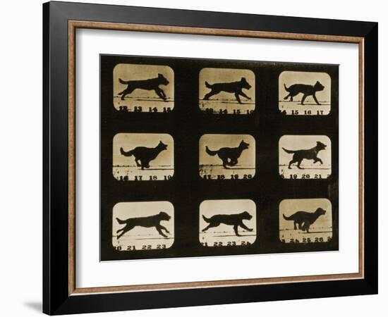 Dogs Running, from the 'Animal Locomotion' Series, C.1881-Eadweard Muybridge-Framed Giclee Print