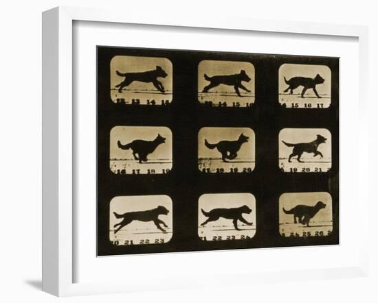 Dogs Running, from the 'Animal Locomotion' Series, C.1881-Eadweard Muybridge-Framed Giclee Print