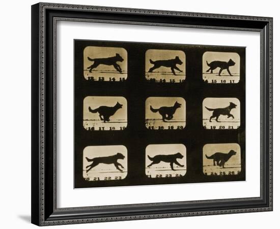 Dogs Running, from the 'Animal Locomotion' Series, C.1881-Eadweard Muybridge-Framed Giclee Print