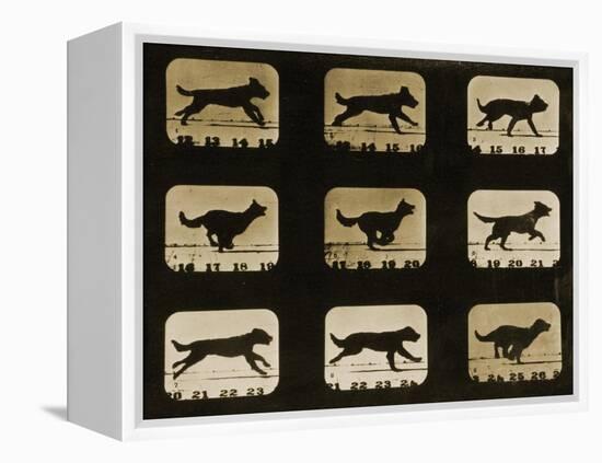 Dogs Running, from the 'Animal Locomotion' Series, C.1881-Eadweard Muybridge-Framed Premier Image Canvas