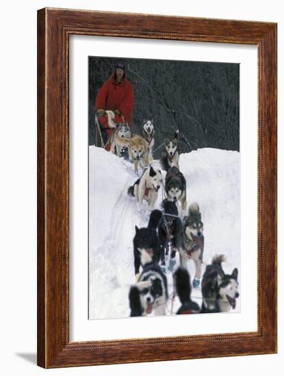 Dogsled Scene-Lantern Press-Framed Art Print