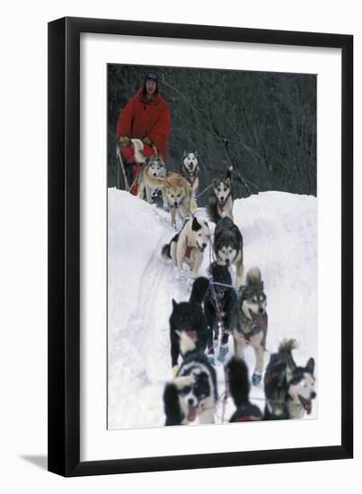 Dogsled Scene-Lantern Press-Framed Art Print