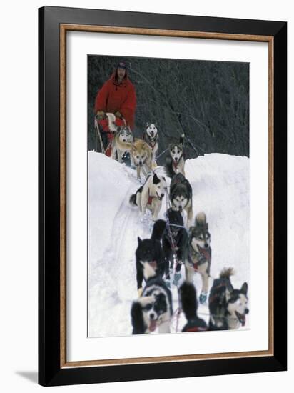 Dogsled Scene-Lantern Press-Framed Art Print