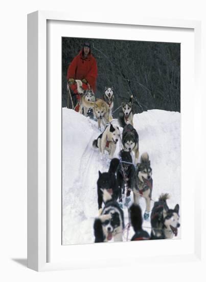 Dogsled Scene-Lantern Press-Framed Art Print