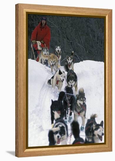 Dogsled Scene-Lantern Press-Framed Stretched Canvas