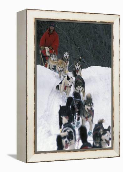 Dogsled Scene-Lantern Press-Framed Stretched Canvas