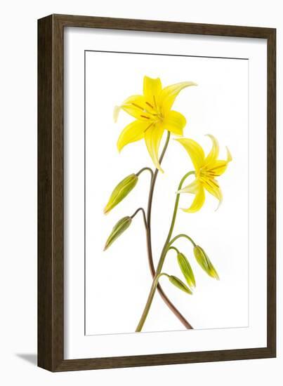 Dogtooth Violet-Jacky Parker-Framed Giclee Print