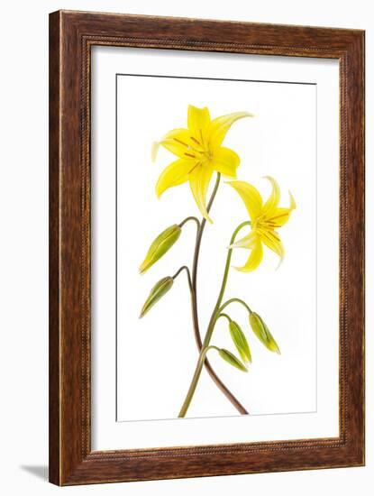 Dogtooth Violet-Jacky Parker-Framed Giclee Print