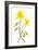 Dogtooth Violet-Jacky Parker-Framed Giclee Print