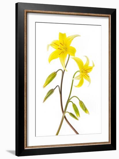 Dogtooth Violet-Jacky Parker-Framed Giclee Print