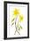 Dogtooth Violet-Jacky Parker-Framed Giclee Print