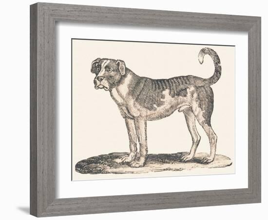 Dogue, 1850 (Engraving)-Louis Simon (1810-1870) Lassalle-Framed Giclee Print