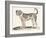 Dogue, 1850 (Engraving)-Louis Simon (1810-1870) Lassalle-Framed Giclee Print