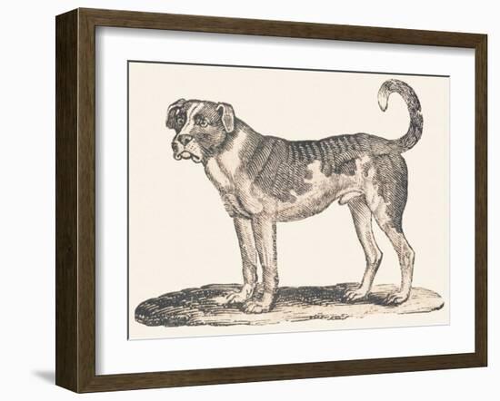 Dogue, 1850 (Engraving)-Louis Simon (1810-1870) Lassalle-Framed Giclee Print