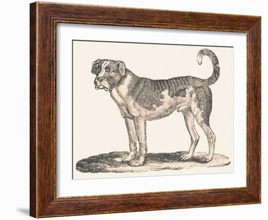 Dogue, 1850 (Engraving)-Louis Simon (1810-1870) Lassalle-Framed Giclee Print