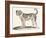 Dogue, 1850 (Engraving)-Louis Simon (1810-1870) Lassalle-Framed Giclee Print