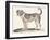 Dogue, 1850 (Engraving)-Louis Simon (1810-1870) Lassalle-Framed Giclee Print