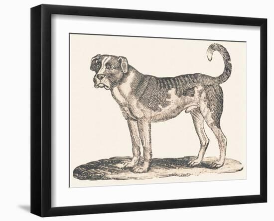 Dogue, 1850 (Engraving)-Louis Simon (1810-1870) Lassalle-Framed Giclee Print