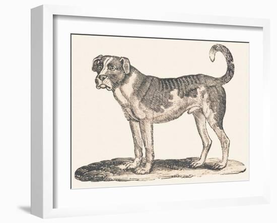 Dogue, 1850 (Engraving)-Louis Simon (1810-1870) Lassalle-Framed Giclee Print