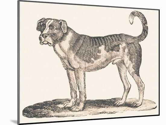 Dogue, 1850 (Engraving)-Louis Simon (1810-1870) Lassalle-Mounted Giclee Print