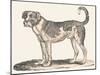 Dogue, 1850 (Engraving)-Louis Simon (1810-1870) Lassalle-Mounted Giclee Print