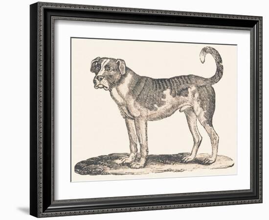 Dogue, 1850 (Engraving)-Louis Simon (1810-1870) Lassalle-Framed Giclee Print