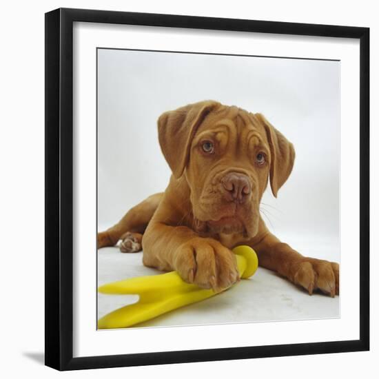 Dogue De Bordeaux Dog Puppy, 15 Weeks Old, Lying Down with Paw on Toy-Jane Burton-Framed Photographic Print