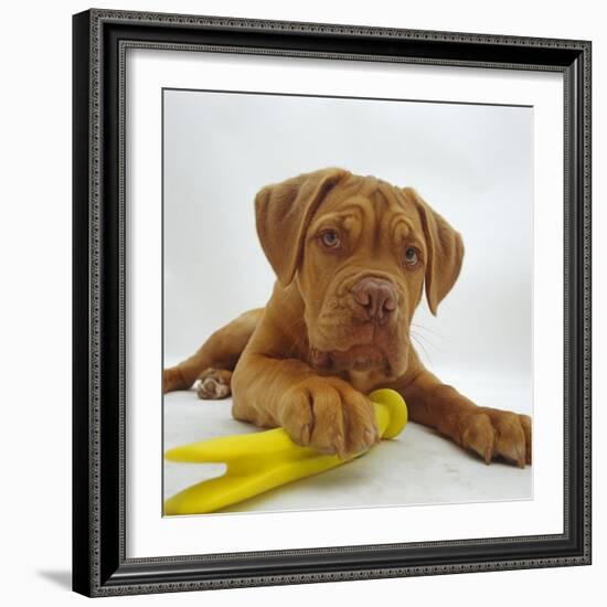 Dogue De Bordeaux Dog Puppy, 15 Weeks Old, Lying Down with Paw on Toy-Jane Burton-Framed Photographic Print