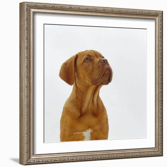 Dogue De Bordeaux Dog Puppy, 15 Weeks Old, Sitting and Looking Up-Jane Burton-Framed Photographic Print