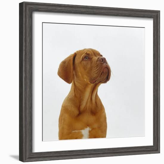 Dogue De Bordeaux Dog Puppy, 15 Weeks Old, Sitting and Looking Up-Jane Burton-Framed Photographic Print