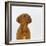 Dogue De Bordeaux Dog Puppy, 15 Weeks Old, Sitting and Looking Up-Jane Burton-Framed Photographic Print