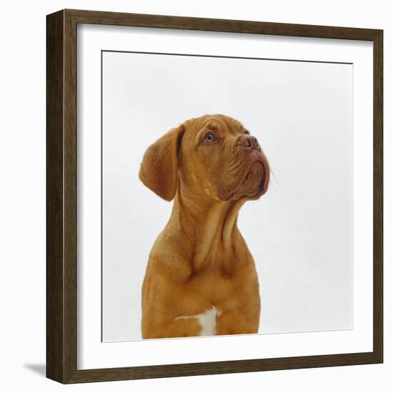 Dogue De Bordeaux Dog Puppy, 15 Weeks Old, Sitting and Looking Up-Jane Burton-Framed Photographic Print