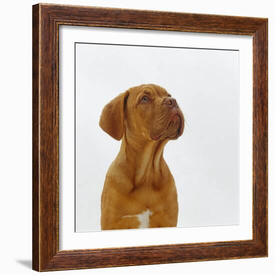 Dogue De Bordeaux Dog Puppy, 15 Weeks Old, Sitting and Looking Up-Jane Burton-Framed Photographic Print