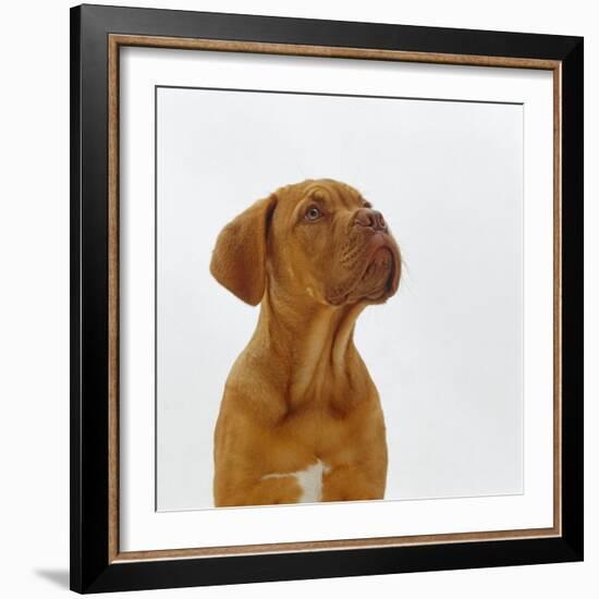 Dogue De Bordeaux Dog Puppy, 15 Weeks Old, Sitting and Looking Up-Jane Burton-Framed Photographic Print