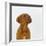 Dogue De Bordeaux Dog Puppy, 15 Weeks Old, Sitting and Looking Up-Jane Burton-Framed Photographic Print