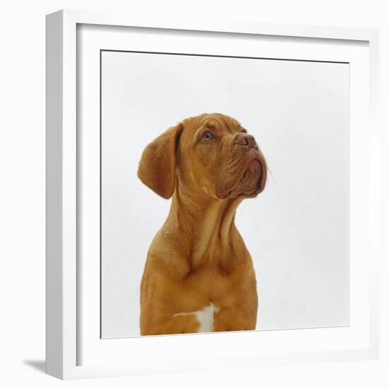 Dogue De Bordeaux Dog Puppy, 15 Weeks Old, Sitting and Looking Up-Jane Burton-Framed Photographic Print