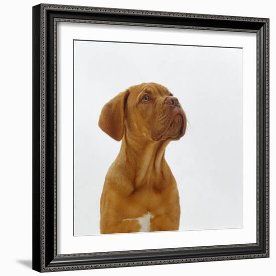 Dogue De Bordeaux Dog Puppy, 15 Weeks Old, Sitting and Looking Up-Jane Burton-Framed Photographic Print