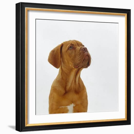 Dogue De Bordeaux Dog Puppy, 15 Weeks Old, Sitting and Looking Up-Jane Burton-Framed Photographic Print