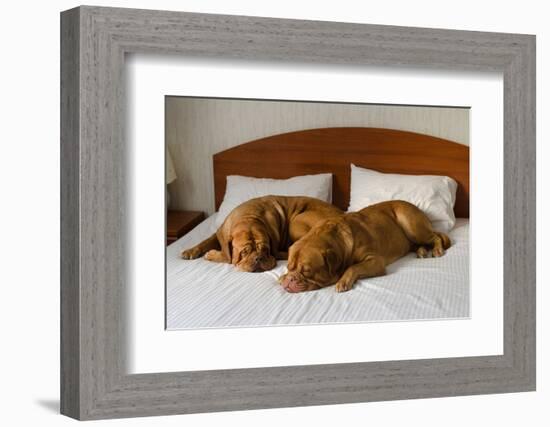 Dogue De Bordeaux Funny Couple In The Bed-vitalytitov-Framed Photographic Print