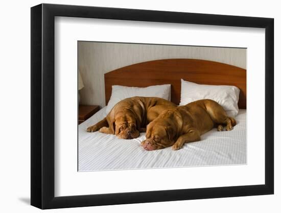 Dogue De Bordeaux Funny Couple In The Bed-vitalytitov-Framed Photographic Print