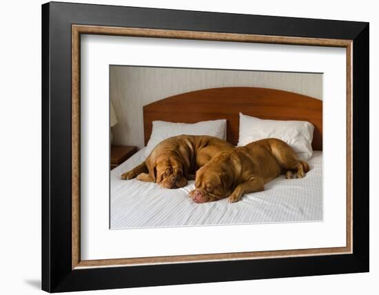 Dogue De Bordeaux Funny Couple In The Bed-vitalytitov-Framed Photographic Print