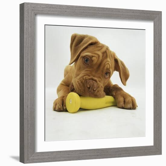 Dogue De Bordeaux Puppy Chewing on Toy, 15 Weeks-Jane Burton-Framed Photographic Print