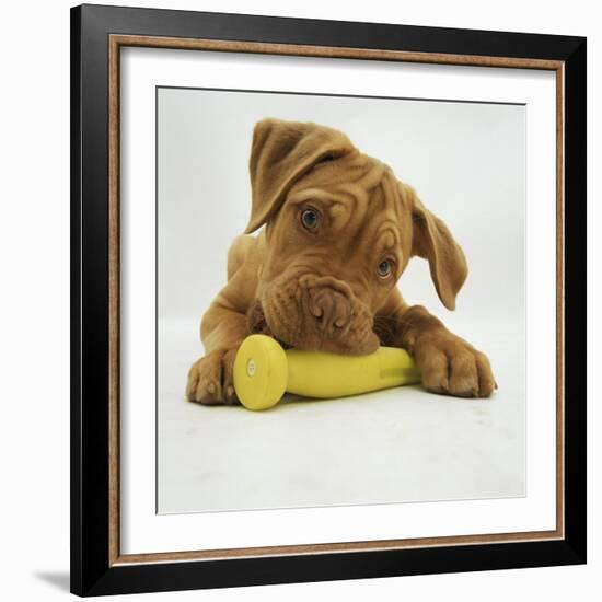 Dogue De Bordeaux Puppy Chewing on Toy, 15 Weeks-Jane Burton-Framed Photographic Print