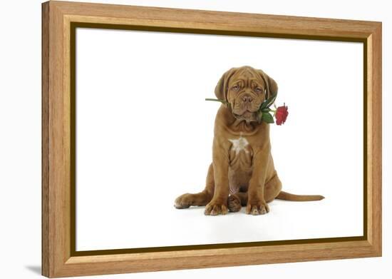 Dogue De Bordeaux Puppy Sitting Down Holding a Rose-null-Framed Premier Image Canvas