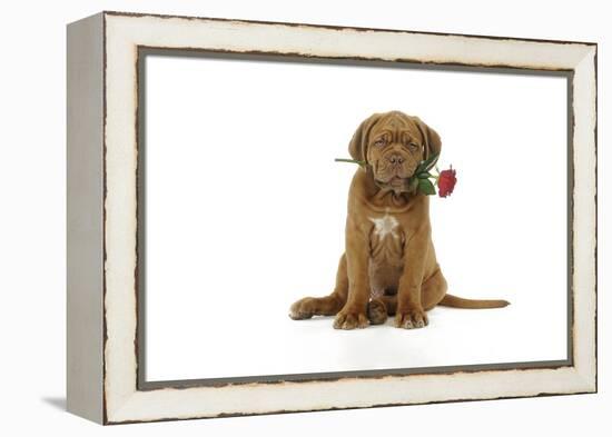 Dogue De Bordeaux Puppy Sitting Down Holding a Rose-null-Framed Premier Image Canvas