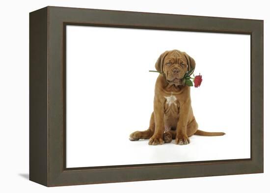 Dogue De Bordeaux Puppy Sitting Down Holding a Rose-null-Framed Premier Image Canvas