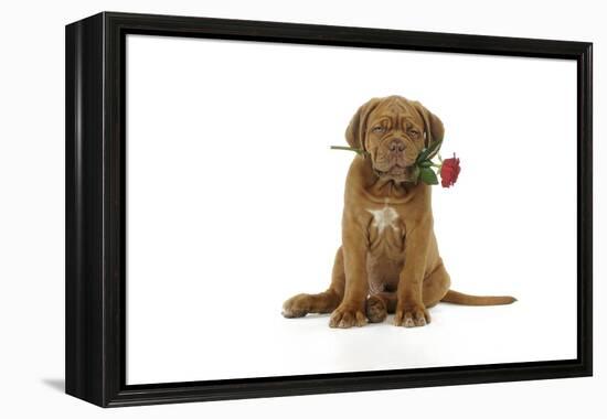 Dogue De Bordeaux Puppy Sitting Down Holding a Rose-null-Framed Premier Image Canvas